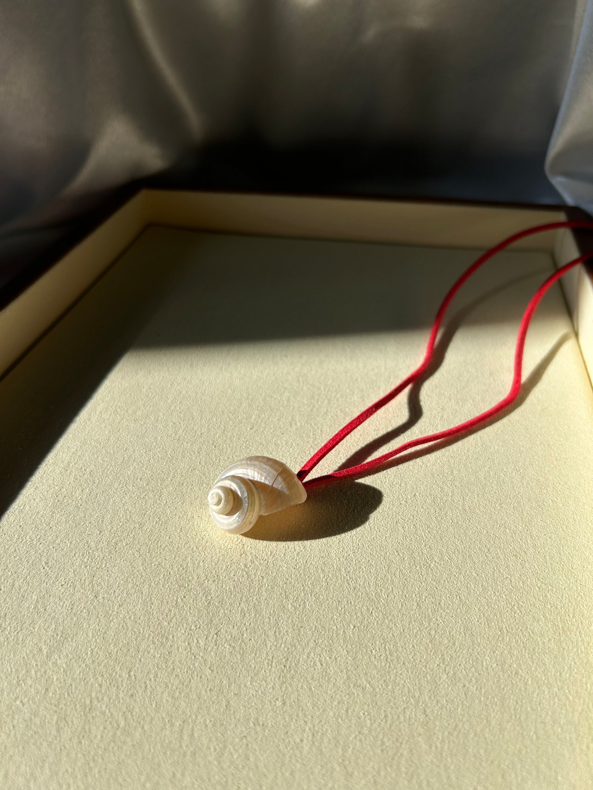 Turbo Pearled Seashell