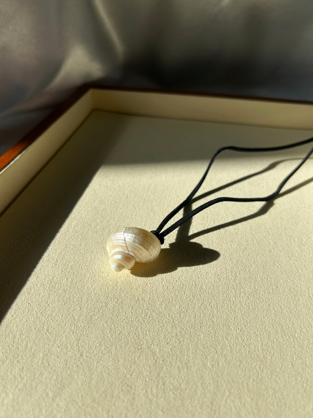 Turbo Pearled Seashell