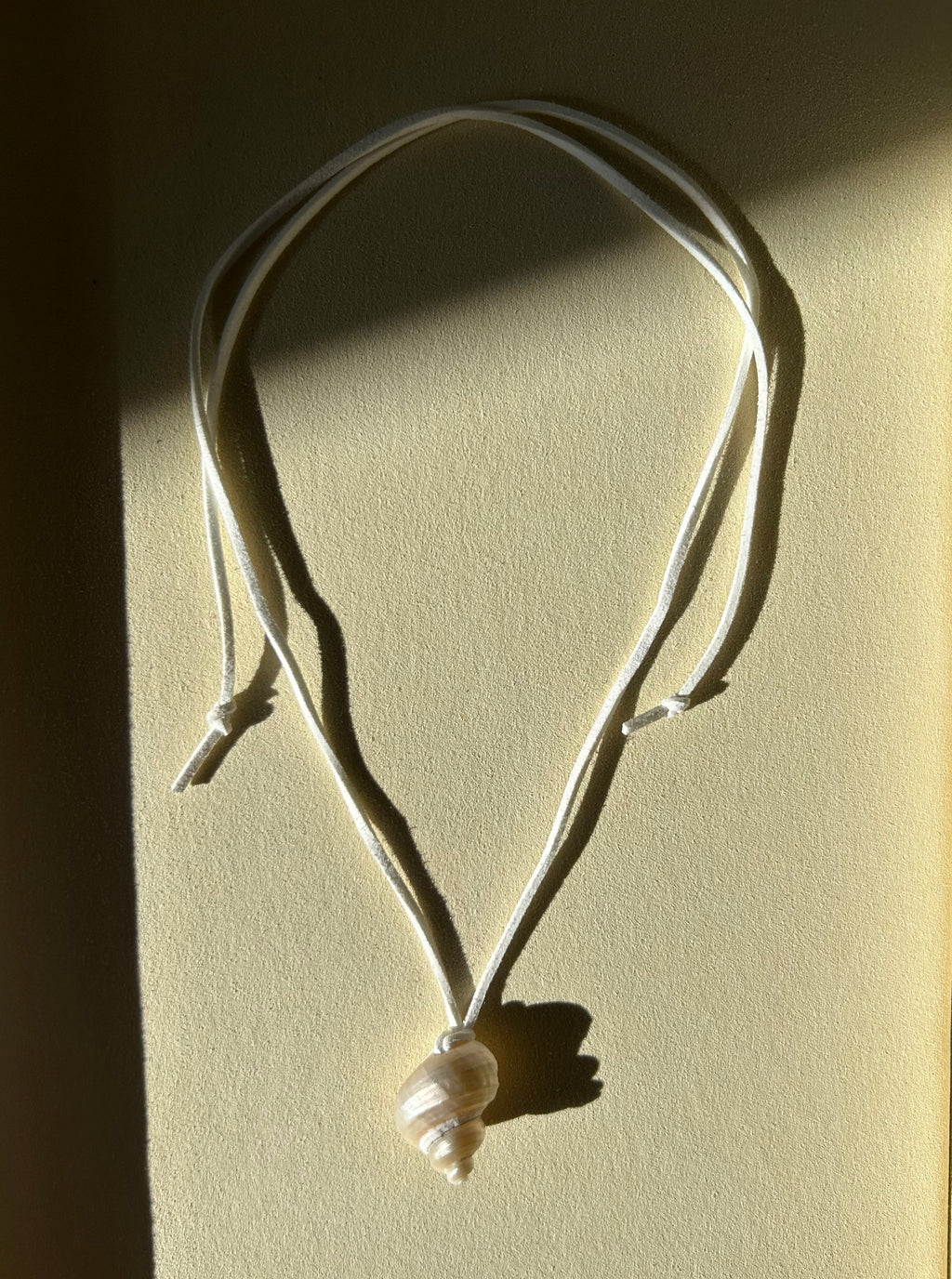 Turbo Pearled Seashell