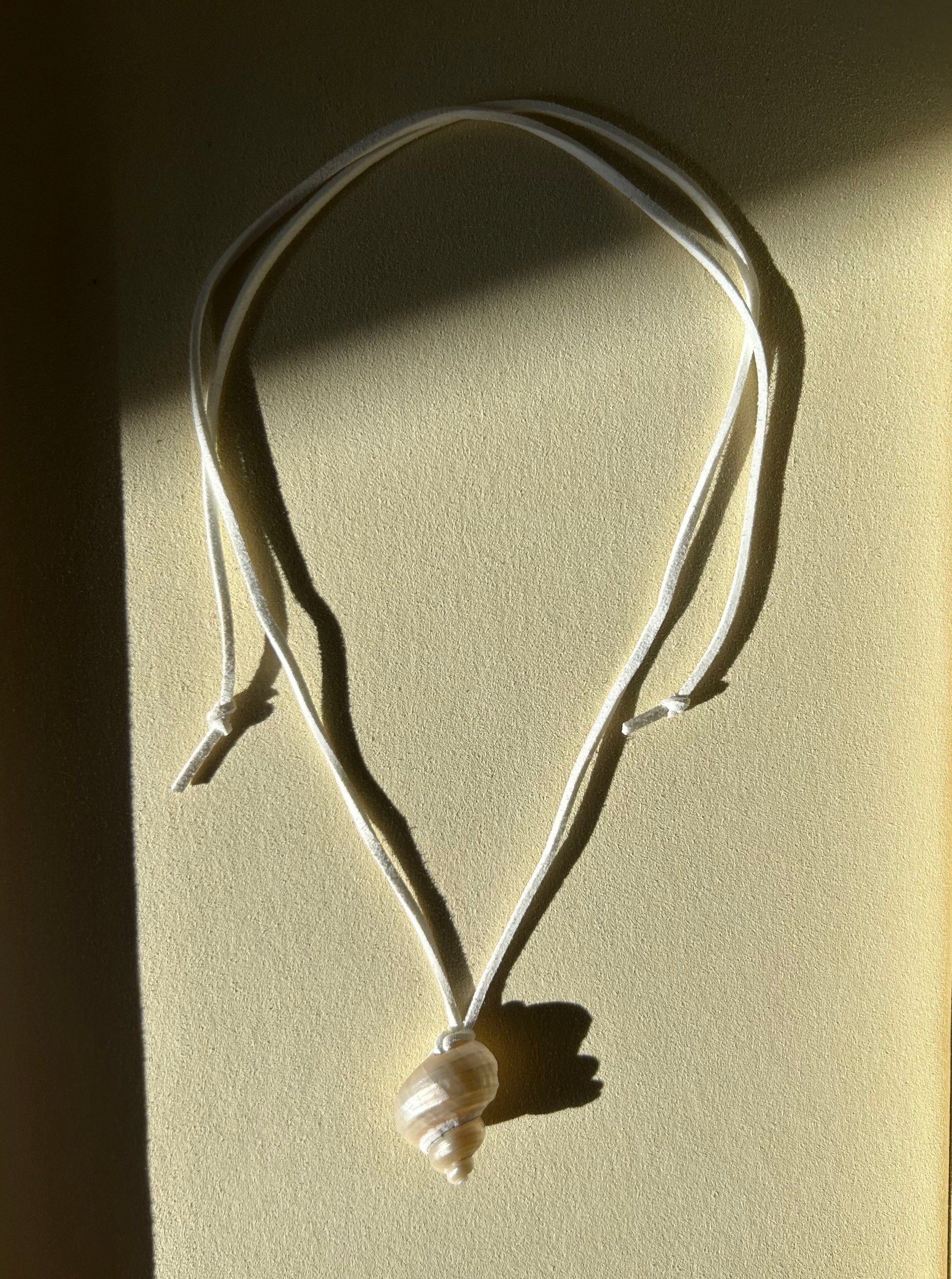 Turbo Pearled Seashell