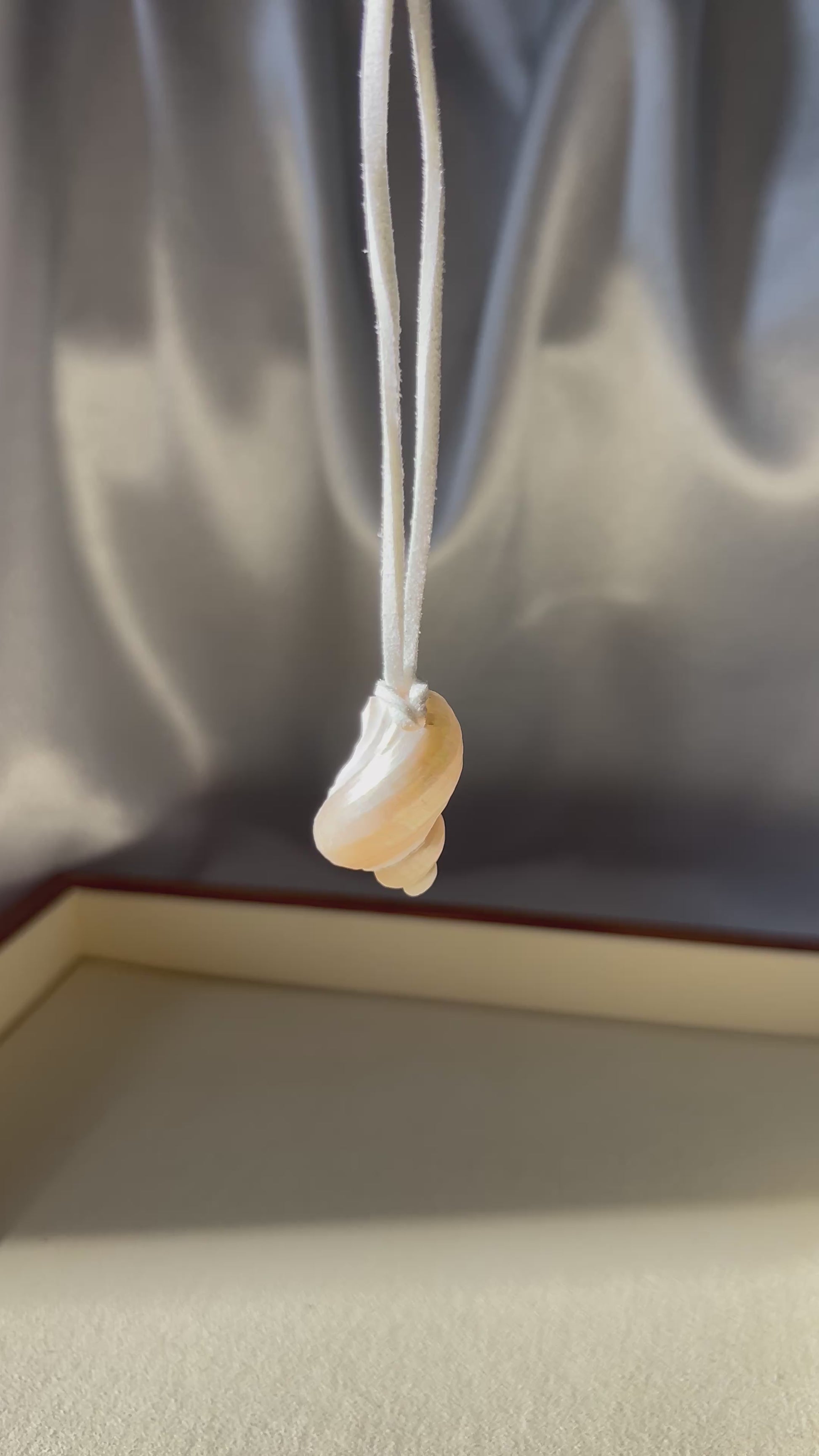 Turbo Pearled Seashell