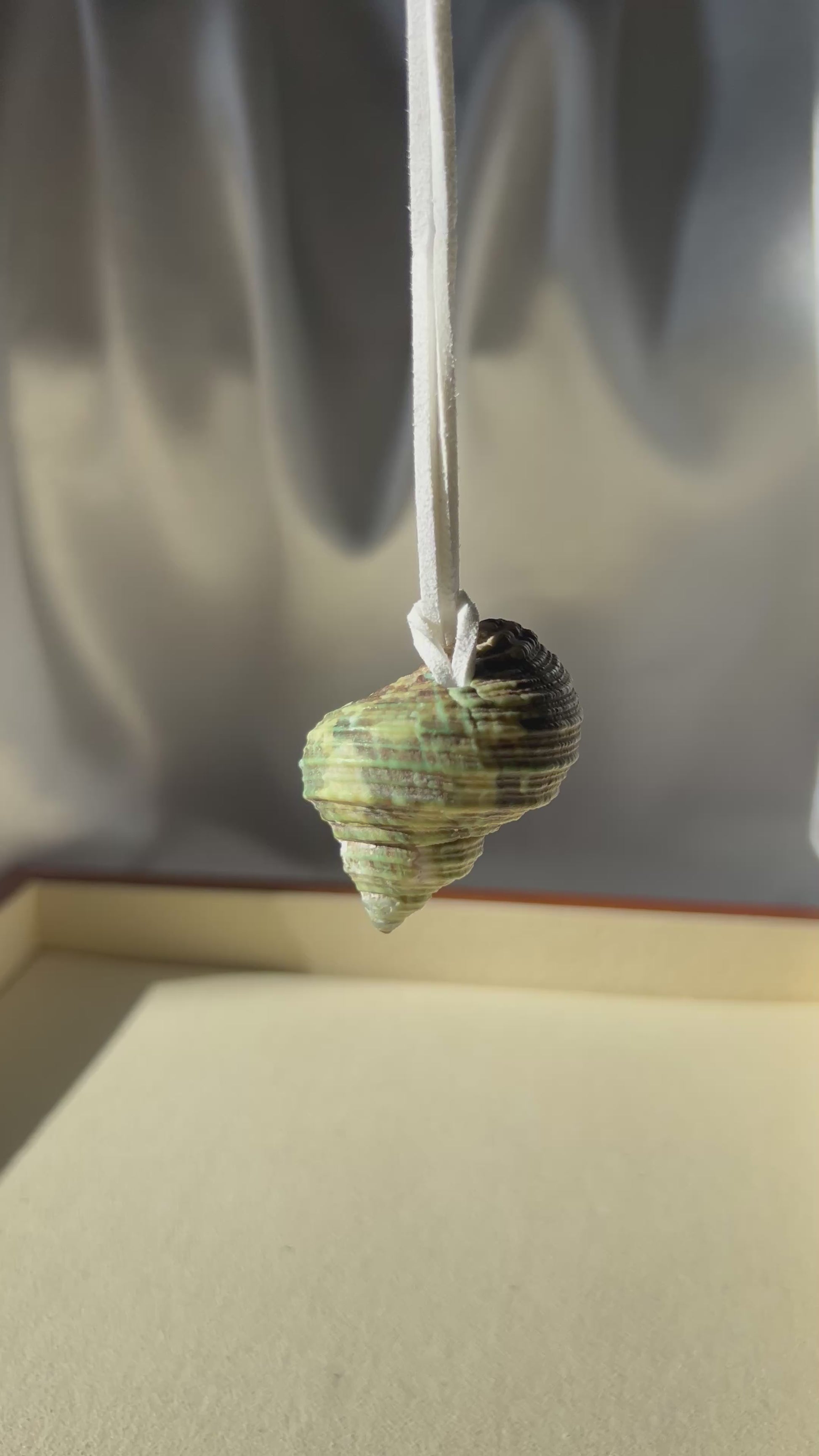Turbo Seashell Necklace